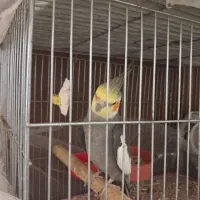 پرنده نر مست|پرنده|گلپایگان, |دیوار