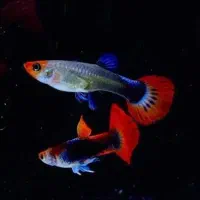 ماهی گوپی کوی توکسیدو زیبا و غذای ماهی زینتی