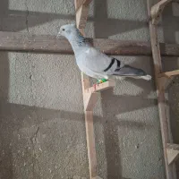 کبوتر|پرنده|محمدیه-قزوین, |دیوار