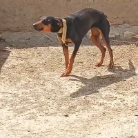سگ دوبرمن پینچر اصل