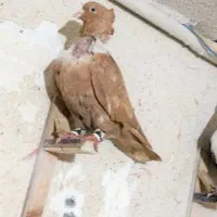 کلاغ رسمی و سینه|پرنده|مشهد, ادیب نیشابوری (شهرک غرب)|دیوار