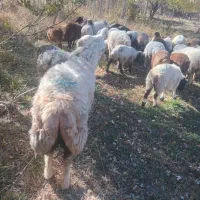 بره غوچ بختیاری