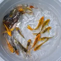 فروش نواع ماهی کوی|ماهی|سیرجان, |دیوار