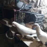کبوتر