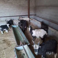 ۹ راس بزغاله فروشی|حیوانات مزرعه|پردیس, فاز ۶|دیوار