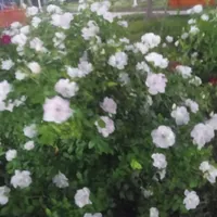 کار در منزل