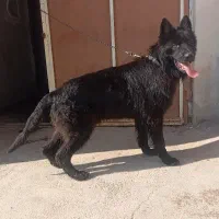 سگ ژرمن بلک خالص