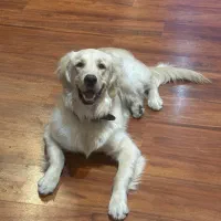 سگ گلدن ۹ ماهه