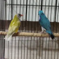 قناری رسمی و جفت گلدین آبی و زرد|پرنده|تبریز, |دیوار