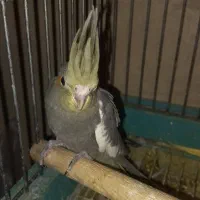 جوجه عروس هلندی|پرنده|قدس, شهرقدس|دیوار