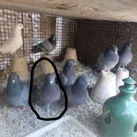 نرسبزآهنی گم شده امانت بوده