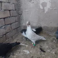 پلنگ زرد گرفتنی