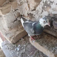 سرور پلاکی|پرنده|یزد, |دیوار