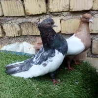 سینه سرورزردسرکه ای سروددم سفیدطوقی سوسنی سیاه
