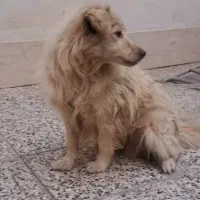 واگذرای سگ پاپی|سگ|نجف‌آباد, جلال آباد|دیوار