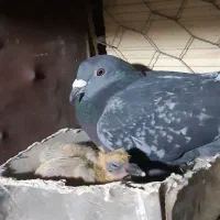 کبوتر،پرنده،مگس