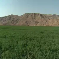 فروش سه هکتار زمین کشاورزی آبی در منطقه خیرآباد