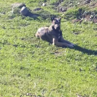 سگ سرابی|سگ|انگوت, |دیوار