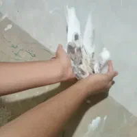 کبوتر دم سفید