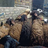 بره وگوسفندچاق|حیوانات مزرعه|قزوین, |دیوار