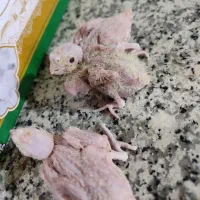 جوجه طوطی عروس لوتینو