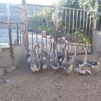 فروش قوغاز|حیوانات مزرعه|شریفآباد, |دیوار