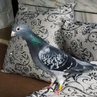 کفتر آلمانی|پرنده|مشهد, فاطمیه|دیوار