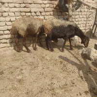 ۲راس میش افشاری