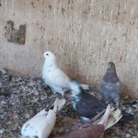 کبوتر گرفتنی|پرنده|قم, نیروگاه|دیوار