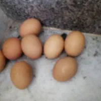 تخم مرغ محلی روزی 10تا