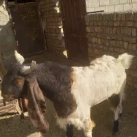 بزغاله|حیوانات مزرعه|کاشمر, |دیوار