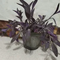 گل طبیعی