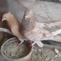 کفتر|پرنده|نسیم‌شهر, |دیوار