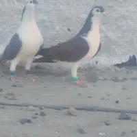 کبوتررنگی|پرنده|خان ببین, |دیوار