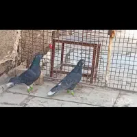 سیاه دمسفید|پرنده|شیراز, شهرک گلها|دیوار