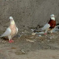 طوق سرخ طوق زرد