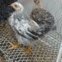 جوجه گلپایگان ۴عدد|حیوانات مزرعه|کرج, حصارک پایین|دیوار