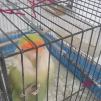 فروش طوطی برزیلی