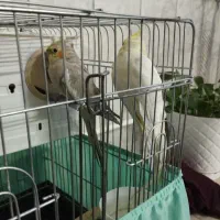 فروش عروس هلندی