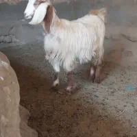 بزغاله|حیوانات مزرعه|شراء, |دیوار