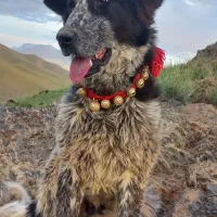 واگذاری سگ گله درجه یک خوشرنگ|سگ|زنده رود, |دیوار