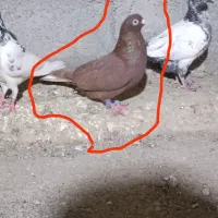 کفتر|پرنده|سندرک, |دیوار