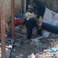 دو عدد گوسفند