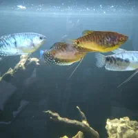 ماهی گورامی