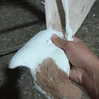 کفتر