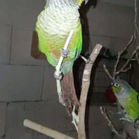 فروش یک جفت گیرینچیک