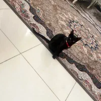 واگذاری گربه رایگان