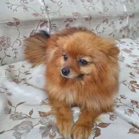 سگ پامر خرسی|سگ|سنندج, |دیوار