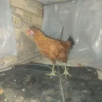 فروش تعدادی مرغ خروس و جوجه خروس|حیوانات مزرعه|سیرجان, |دیوار