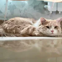 واگذاری گربه